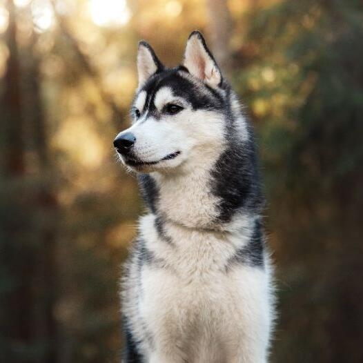 Siberian Husky